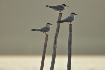 The Common Tern, an agile bird that hunts fish, with specimens sitting on poles sticking out of the lake. © TRINGA