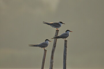 The Common Tern, an agile bird that hunts fish, with specimens sitting on poles sticking out of the lake. © TRINGA