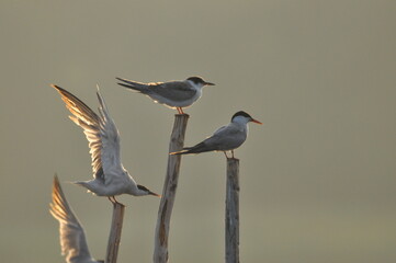 The Common Tern, an agile bird that hunts fish, with specimens sitting on poles sticking out of the lake. © TRINGA