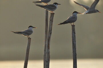 The Common Tern, an agile bird that hunts fish, with specimens sitting on poles sticking out of the...