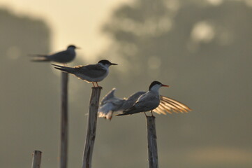 The Common Tern, an agile bird that hunts fish, with specimens sitting on poles sticking out of the...