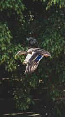 Pato volando