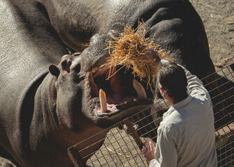 Hipopótamo comiendo