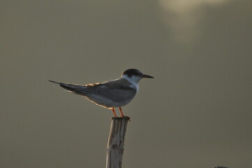 The Common Tern, an agile bird that hunts fish, with specimens sitting on poles sticking out of the...