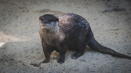 Nutria buscando