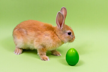 Easter bunny close-up with a green egg on a green background. Easter holiday concept. Place for an inscription.