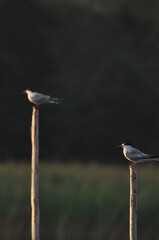 The Common Tern, an agile bird that hunts fish, with specimens sitting on poles sticking out of the lake. © TRINGA