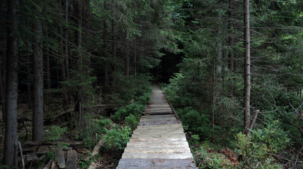 Obraz premium Path in the forest, plank flooring