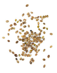 hemp seed isolated on white background
