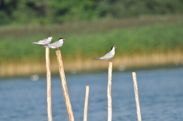 The Common Tern, an agile bird that hunts fish, with specimens sitting on poles sticking out of the lake. © TRINGA