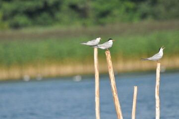 The Common Tern, an agile bird that hunts fish, with specimens sitting on poles sticking out of the lake. © TRINGA