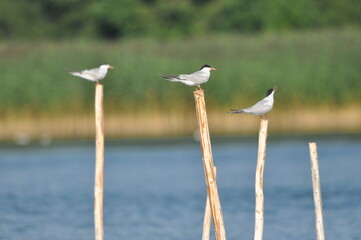 The Common Tern, an agile bird that hunts fish, with specimens sitting on poles sticking out of the lake.