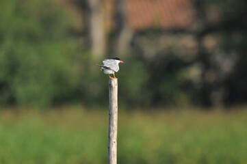 The Common Tern, an agile bird that hunts fish, with specimens sitting on poles sticking out of the lake.