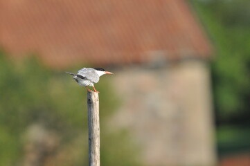 The Common Tern, an agile bird that hunts fish, with specimens sitting on poles sticking out of the lake. © TRINGA