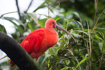 Portrait of scarlet ibis standing on  tree branch