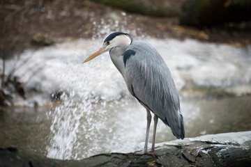 portrait of heron standing in border water