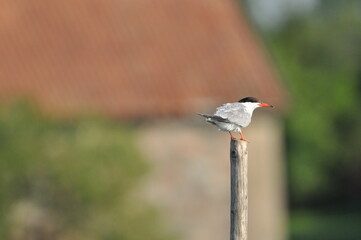 The Common Tern, an agile bird that hunts fish, with specimens sitting on poles sticking out of the lake. © TRINGA