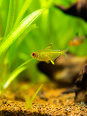 lemon tetra (Hyphessobrycon pulchripinnis ) isolated in a fish tank with blurred background
