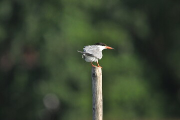 The Common Tern, an agile bird that hunts fish, with specimens sitting on poles sticking out of the lake. © TRINGA