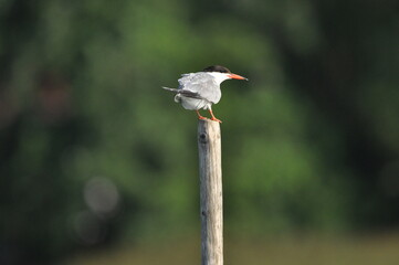 The Common Tern, an agile bird that hunts fish, with specimens sitting on poles sticking out of the lake. © TRINGA