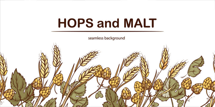 Hops And Malt Seamless Background Or Repeatable Frame Lower Part For Beer Brewing And Packaging, Hand Drawn Style Vector Illustration Isolated On White Background. Vintage Beer Endless Template.