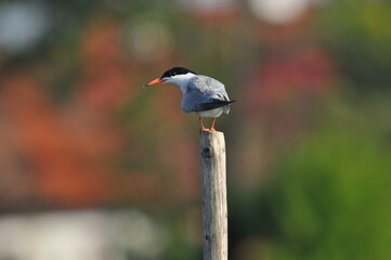 The Common Tern, an agile bird that hunts fish, with specimens sitting on poles sticking out of the lake.