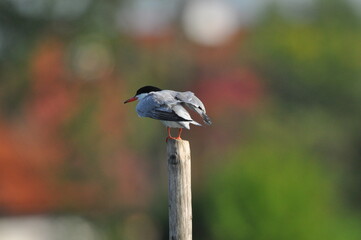 The Common Tern, an agile bird that hunts fish, with specimens sitting on poles sticking out of the lake. © TRINGA