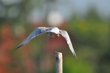 The Common Tern, an agile bird that hunts fish, with specimens sitting on poles sticking out of the lake. © TRINGA