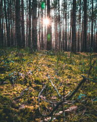 Beautiful green summer forest paths. Hiking path through a forest