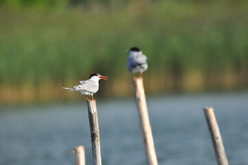 The Common Tern, an agile bird that hunts fish, with specimens sitting on poles sticking out of the lake. © TRINGA