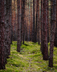 Obraz premium Beautiful green summer forest paths. Hiking path through a forest