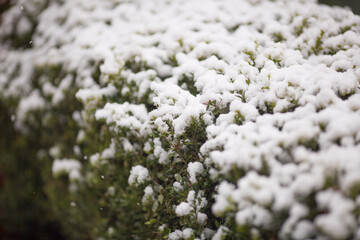 winter frost ice snow trees plants