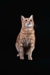 Cat in dark background