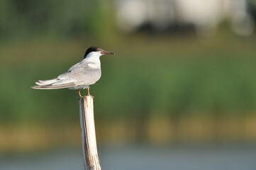 Fototapeta na wymiar The Common Tern, an agile bird that hunts fish, with specimens sitting on poles sticking out of the lake.