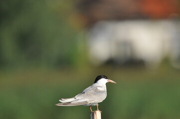 The Common Tern, an agile bird that hunts fish, with specimens sitting on poles sticking out of the lake.