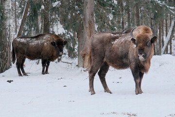 Wild bison. Bison in winter on snowy field. European bison in winter in wild nature. Wild animals.