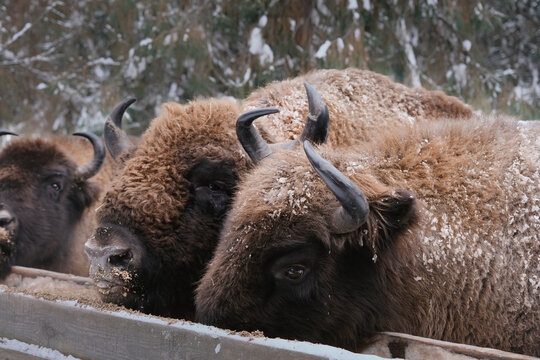 European bison (Bison, Bison bonus) in the winter forest. Feeding bison in the wild