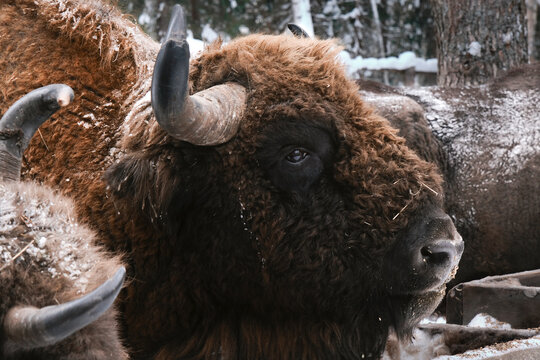 Macro photo of wild bison. Bison in winter on snowy field. European bison in winter in wild nature. Wild animals.