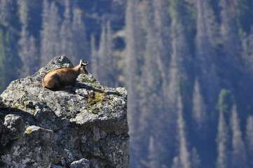Mountain chamois, goats on the peaks in the Tatra National Park. Mammals grazing in the clearing and resting between the ridges and rocks.