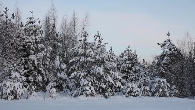 Magical and snowy forest in Winter. Walk near winter Forest With Snow-Covered Trees on a Beautiful Frosty evening