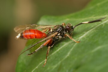  Ichneumonidae  Ichneumon primatorius on a leaf