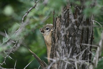 Obraz premium Tree Squirrel in Kruger National Park
