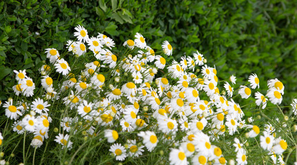 Beautiful white daisies on a green blurred background. Close-up. The concept of growing flowers in the garden. Copyspace.