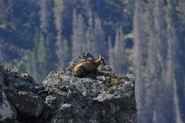 Mountain chamois, goats on the peaks in the Tatra National Park. Mammals grazing in the clearing and resting between the ridges and rocks.