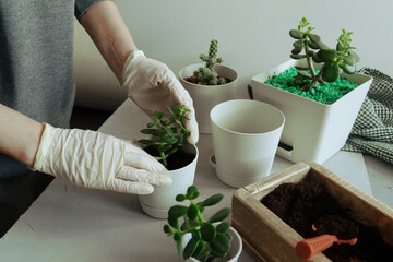 Indoor plants transplant. Succulents in gray pots on the table