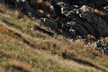 Mountain chamois, goats on the peaks in the Tatra National Park. Mammals grazing in the clearing and resting between the ridges and rocks.
