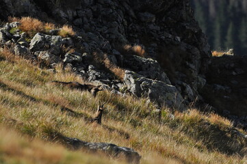 Mountain chamois, goats on the peaks in the Tatra National Park. Mammals grazing in the clearing...