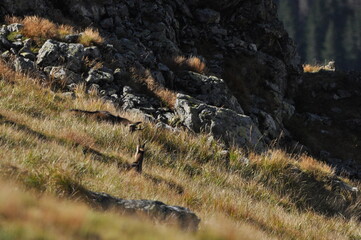 Mountain chamois, goats on the peaks in the Tatra National Park. Mammals grazing in the clearing...