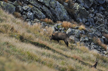 Mountain chamois, goats on the peaks in the Tatra National Park. Mammals grazing in the clearing and resting between the ridges and rocks.