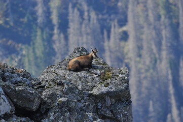Mountain chamois, goats on the peaks in the Tatra National Park. Mammals grazing in the clearing and resting between the ridges and rocks.